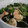 Hoink's cooksnap of when they made オクラとエビの簡単中華風和え物.