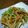 ju_10's cooksnap of when they made 豆苗のオイスターソース炒め.