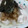 バナナ屋さん's cooksnap of when they made MY定番つまみ：ささみの大根おろしがけ.