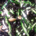 かぴーな's cooksnap of when they made もりもり野菜の☆胡麻和え.