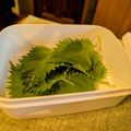 ダッフィーニーうに's cooksnap of when they made 大葉の保存.