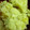 taisho0805's cooksnap of when they made お節料理③栗きんとん.