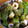 くぼたん69's cooksnap of when they made 茎わかめと柚子コショウの和え物.