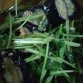 ☆ふぅこ☆'s cooksnap of when they made 揚げ茄子と三つ葉の胡麻ポン和え.