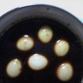 はっぴーはりぼ's cooksnap of when they made うずら卵のしょうゆ漬け.