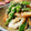 Ｔ，ＳＡＥＫＯ's cooksnap of when they made スナップエンドウとちくわの明太マヨ和え.