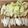 Ruriluru's cooksnap of when they made お鍋用！白菜の切り方.