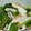 みぃーね's cooksnap of when they made かまぼことほうれん草の和え物.