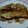 ｍａｋｉｃｈａｎ's cooksnap of when they made これは自信作！(*^^*)銀だらの煮付け.