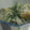 ｃｈｉｒｉｒｉｎ's cooksnap of when they made 水菜とはんぺんの胡麻マヨ和え❤.
