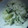 ラビリンス♪'s cooksnap of when they made 簡単漬け物.