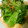 ナナクルー's cooksnap of when they made レタス丸ごと★ピリ辛和風炒め.