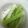 ようのちゅけ's cooksnap of when they made セロリだけ♪セロリの塩漬け♪カリッポリ♪.