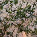 ダルママ2's cooksnap of when they made ゴマ香る♪ニガナの白和え.