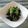★ﾅﾅﾀﾝ★'s cooksnap of when they made 美味しい胡瓜とワカメの酢の物.