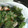 すんじゃんじゃ's cooksnap of when they made きゅうりとわかめとカニカマ和え.