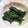 くぼさえ's cooksnap of when they made あっという間！ほうれん草の海苔和え.