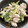 まねぶ's cooksnap of when they made ささみとブロッコリーの常備菜。.