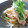 ママdeko's cooksnap of when they made わが家の豚冷しゃぶ～.