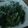 ﾌﾞﾚﾝﾀﾞ's cooksnap of when they made さっと！作ろう☆青菜炒め！.