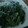 ﾌﾞﾚﾝﾀﾞ's cooksnap of when they made さっと！作ろう☆青菜炒め！.