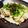 mafinn's cooksnap of when they made 余ったお餅で「和風餅ピザ」.