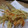 まさはるまま's cooksnap of when they made ごぼうのいかだ.