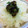 けんころざうるす's cooksnap of when they made ふきのとうの味噌炒め.