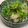 yummy?'s cooksnap of when they made お財布の救世主♡無限もやし・豆苗サラダ.