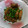 ムーミンママ。's cooksnap of when they made 安い！簡単！豚巻き大根のすき焼き風煮☆.