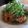 sanzibon's cooksnap of when they made トマト＆ツナと水菜のフレッシュパスタ.