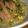 ★ごっつぁん★'s cooksnap of when they made 簡単☆もやしと豆苗炒め.