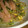 ★ごっつぁん★'s cooksnap of when they made 簡単☆もやしと豆苗炒め.