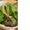 ｋｉｙ's cooksnap of when they made お手軽こぶ茶ドレッシング.