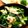 noamanma's cooksnap of when they made おつまみに♪ニラと鶏皮ポン酢.