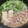 クックM6DK2O☆'s cooksnap of when they made 小松菜と豚バラの基本の鍋.