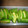 Lemon0790's cooksnap of when they made ヘルシー！塩麹さんできゅうりの漬物！.