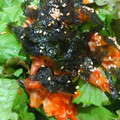 ちーまぐ's cooksnap of when they made 志麻さんの、レタスとキムチのサラダ.