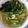 ❦ちぃ❦'s cooksnap of when they made 白だしで簡単！小松菜のおひたし.