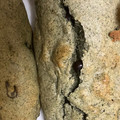 クックK2FBOI☆'s cooksnap of when they made よもぎと甘納豆のマフィン.