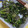 楓〜カエ〜's cooksnap of when they made 菜の花✿黒ごま和え.
