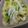 クックSE7S0W☆'s cooksnap of when they made いかくんとセロリのマリネ.