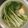 yama_miu's cooksnap of when they made 綺麗無駄ない小松菜・法蓮草の洗い方切り方.
