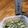 Mimiromi's cooksnap of when they made シャキシャキ白菜の、昆布茶の浅漬け！.