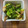 shogopapa's cooksnap of when they made 椎茸と青梗菜のガーリック塩胡椒炒め.