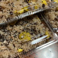 もじゃこー's cooksnap of when they made 蒸し器で本格派！栗おこわ.