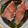 la_breeze's cooksnap of when they made 金目鯛の煮つけ.