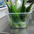 さち。。。さち's cooksnap of when they made おくらの保存.