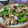 クリーピングタイム☆'s cooksnap of when they made ■鶏肉と玉ねぎのオイスター黒酢炒め■.