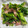 ｂｅｒｒｙ＋'s cooksnap of when they made 菜の花とベーコンのバター炒め.